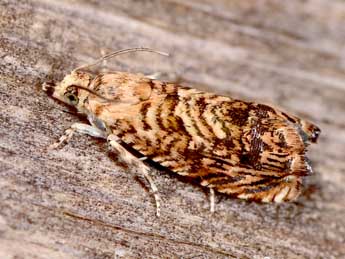 Pammene amygdalana Dup. adulte - �Paolo Mazzei