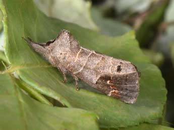 Clostera anachoreta D. & S. adulte - �Philippe Mothiron