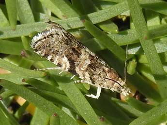 Aterpia anderreggana Gn. adulte - �Jean-Pierre Lamoline