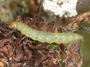  Chenille de Aterpia anderreggana Gn. - �J�rg Schmid