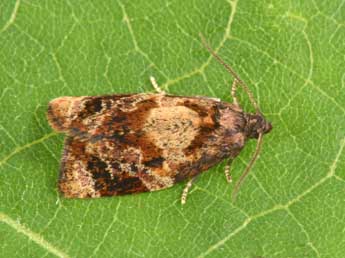 Ditula angustiorana Hw. adulte - �Philippe Mothiron