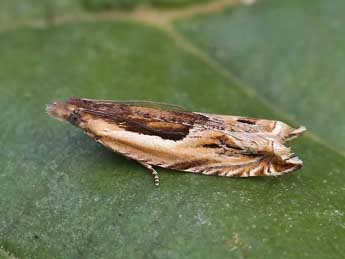 Ancylis apicella D. & S. adulte - �Lionel Taurand