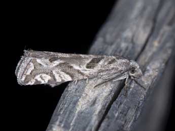 Pelochrista arabescana Ev. adulte - �Robert Balestra