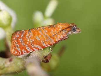 Argyroploce arbutella L. adulte - �J�rg Schmid