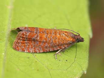 Argyroploce arbutella L. adulte - �Lionel Taurand