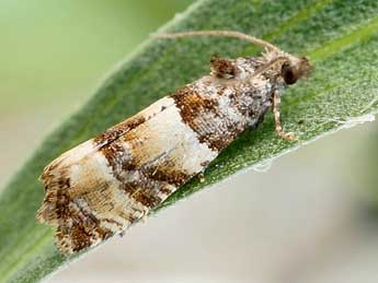 Lobesia artemisiana Z. adulte - �Friedmar Graf