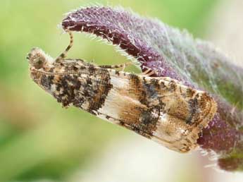 Lobesia artemisiana Z. adulte - �Friedmar Graf