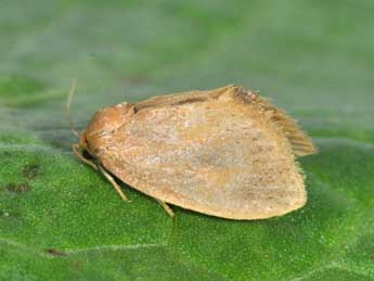 Heterogenea asella D. & S. adulte - �Philippe Mothiron