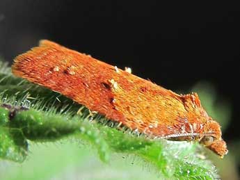 Acleris aspersana Hb. adulte - �Friedmar Graf