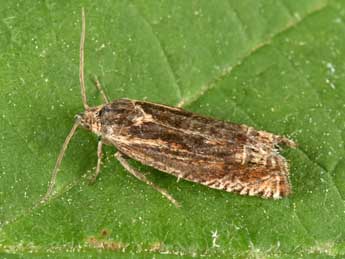 Eucosma aspidiscana Hb. adulte - �Philippe Mothiron