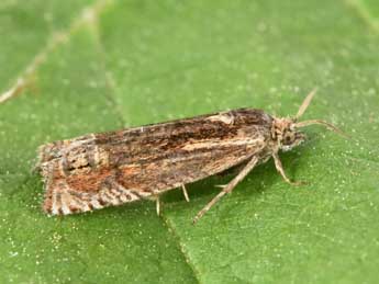 Eucosma aspidiscana Hb. adulte - �Philippe Mothiron