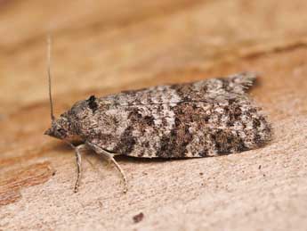 Cnephasia asseclana D. & S. adulte - �Lionel Taurand