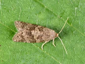 Cnephasia asseclana D. & S. adulte - �Philippe Mothiron