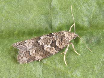 Cnephasia asseclana D. & S. adulte - �Philippe Mothiron