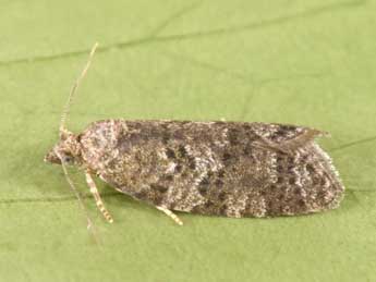 Cnephasia asseclana D. & S. adulte - �Philippe Mothiron