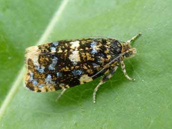 Sericoris astrana Gn. adulte - �Luc Bettinelli