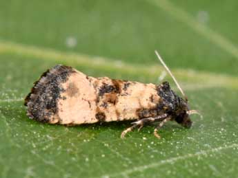 Cochylichroa atricapitana Stph. adulte - �Philippe Mothiron
