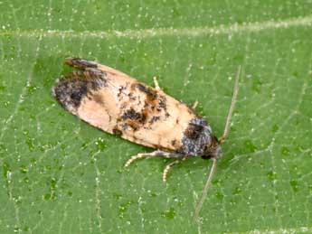 Cochylichroa atricapitana Stph. adulte - �Philippe Mothiron