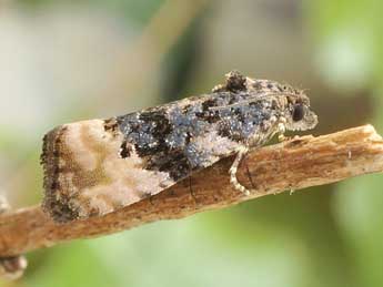 Metendothenia atropunctana Zett. adulte - �Friedmar Graf