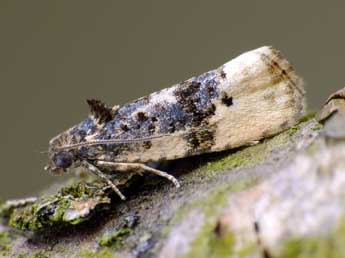 Metendothenia atropunctana Zett. adulte - �Patrick Clement