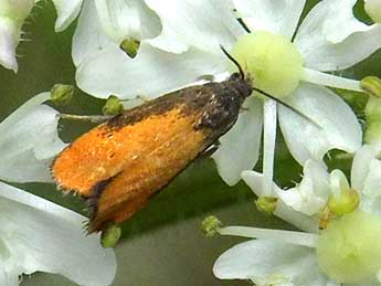 Pammene aurana F. adulte - �Jean-Pierre Lamoline