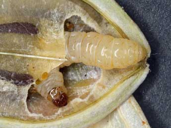  Chenille de Pammene aurana F. - �Patrick Clement