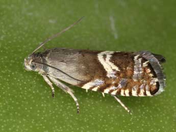 Grapholita aureolana Tengst. adulte - �J�rg Schmid