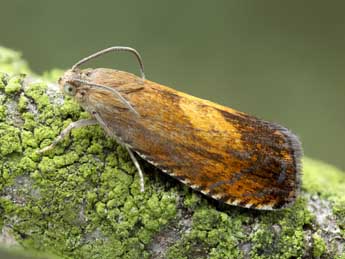 Pammene aurita Raz. adulte - �Patrick Clement