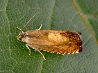 Pammene aurita Raz. adulte - �Philippe Mothiron