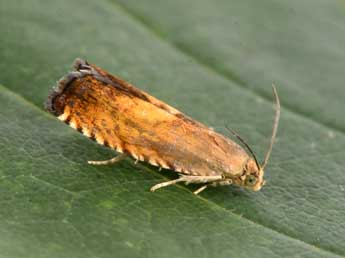 Pammene aurita Raz. adulte - �Philippe Mothiron