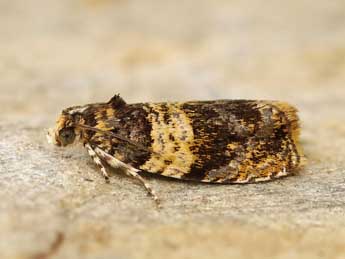 Celypha aurofasciana Hw. adulte - �Lionel Taurand