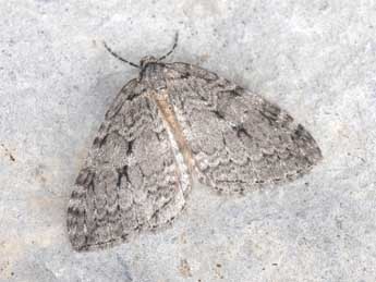 Epirrita autumnata Bkh. adulte - �Philippe Mothiron