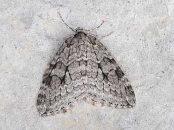 Epirrita autumnata Bkh. adulte - �Philippe Mothiron