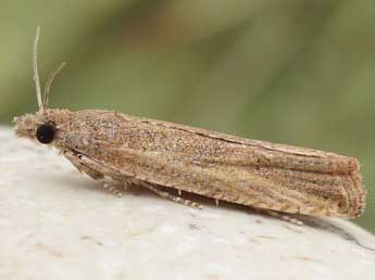 Bactra bactrana Kennel adulte - �Friedmar Graf