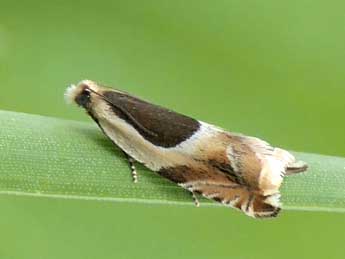 Ancylis badiana D. & S. adulte - �Jean-Pierre Lamoline