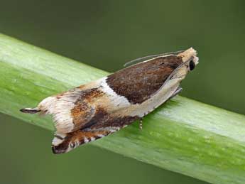 Ancylis badiana D. & S. adulte - �Patrick Clement