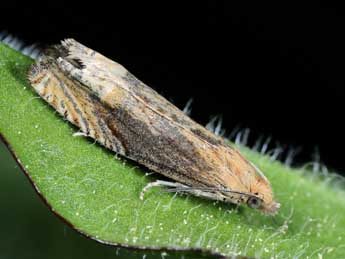 Eucosma balatonana Osth. adulte - �Michel Billard