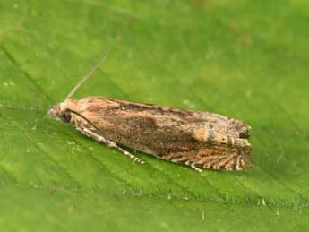 Eucosma balatonana Osth. adulte - �Philippe Mothiron