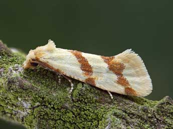 Aethes beatricella Walsingham adulte - �Patrick Clement