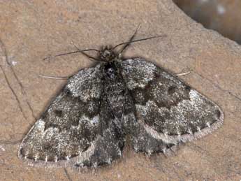 Psodos bentelii R�tzer adulte - �Robert Balestra