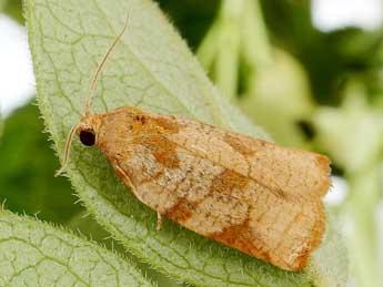 Archips betulana Hb. adulte - �Friedmar Graf