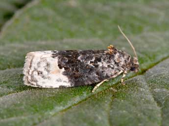 Apotomis betuletana Hw. adulte - �Philippe Mothiron