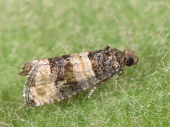 Piniphila bifasciana Hw. adulte - �Philippe Mothiron