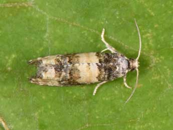 Piniphila bifasciana Hw. adulte - �Philippe Mothiron