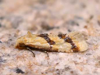 Aethes bilbaensis R�ssl. adulte - �Lionel Taurand