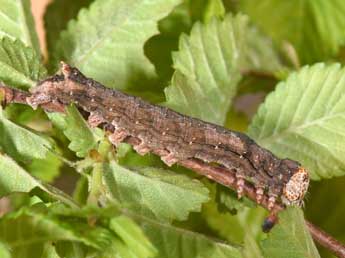  Chenille de Meganephria bimaculosa L. - �Philippe Mothiron