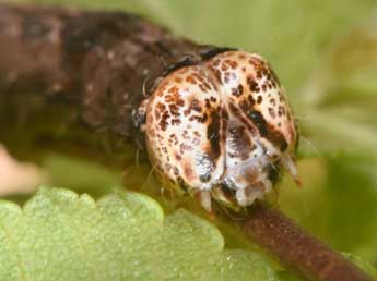  Chenille de Meganephria bimaculosa L. - �Philippe Mothiron