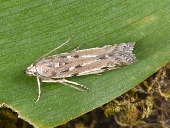 Phycitodes binaevella Hb. adulte - �Philippe Mothiron