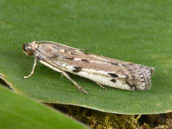 Phycitodes binaevella Hb. adulte - �Philippe Mothiron