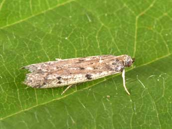 Phycitodes binaevella Hb. adulte - �Philippe Mothiron